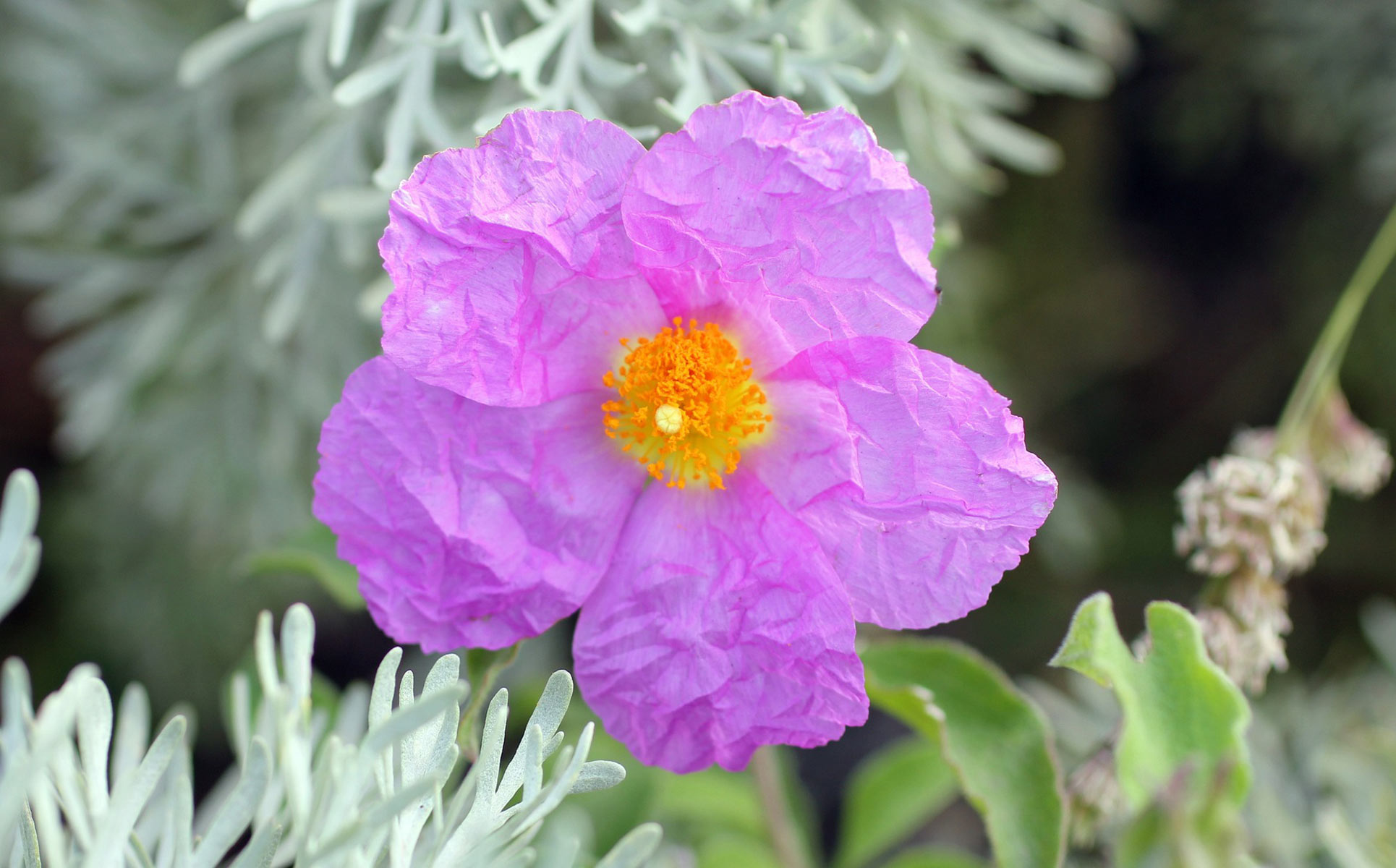 cistus3