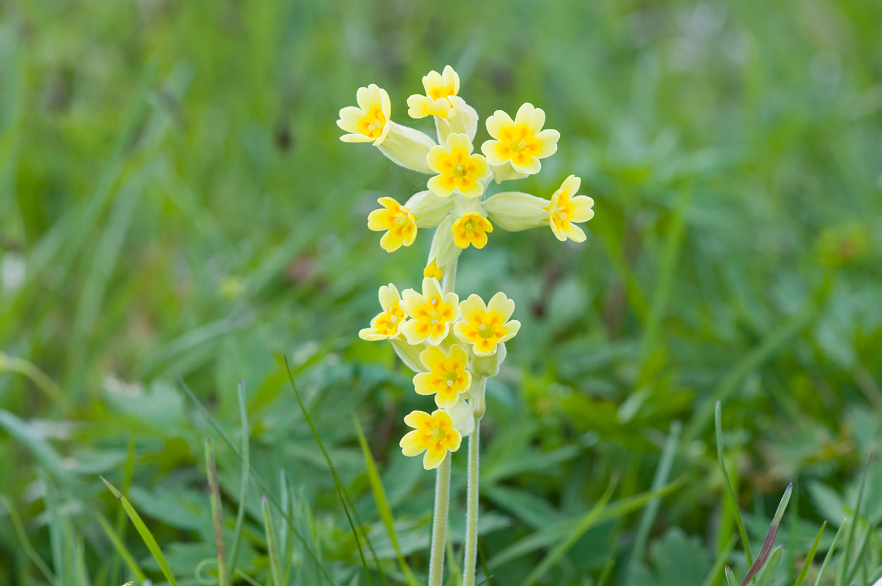 schlüsselblume 2