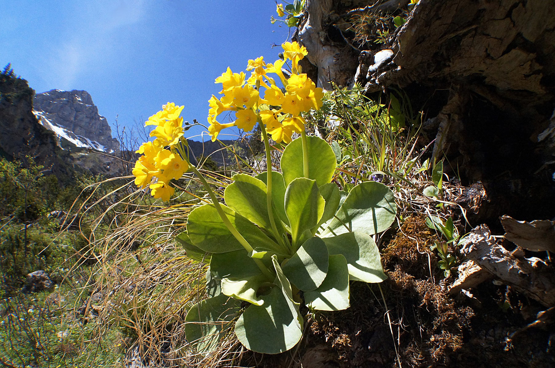 schlüsselblume 2